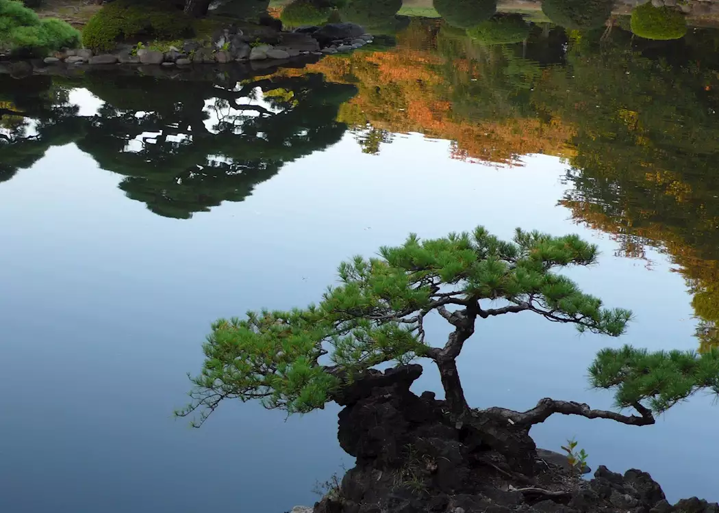 225281-bonsai--pond-shinjuku-gyoen-park